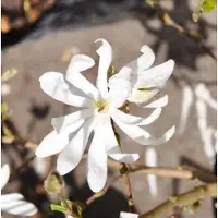 GRDplanten Magnolia stellata - Stermagnolia 60- 80 cm in pot