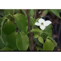 GRDplanten Cornus kousa 'Schmetterling' - Kornoelje 50- 60 cm in pot