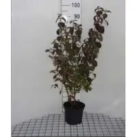GRDplanten Cornus sanguinea - Rode Kornoelje 60- 80 cm in pot