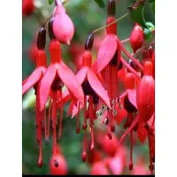 GRDplanten 1 x Fuchsia hybr. 'Riccartonii' - Bellenplant, Fuchsiastruik, Tuinfuchsia 30- 40 cm in pot