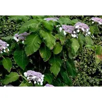 GRDplanten Hydrangea aspera 'Sargentiana' - Fluweelhortensia 50- 60 cm in pot
