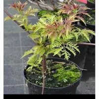 GRDplanten 2 x Sambucus rac. 'Sutherland Gold' - Bergvlier 40- 50 cm in pot