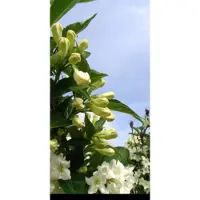 GRDplanten Weigela hybr. 'Candida' - Weigela, Weigelia 50- 60 cm in pot