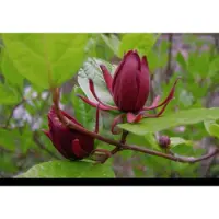 GRDplanten Calycanthus floridus (c. fertilis) - Specerijstruik, Meloenboompje 40- 60 cm in pot