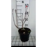 GRDplanten 2 x Aronia prun. 'Nero' - Appelbes 50- 60 cm in pot