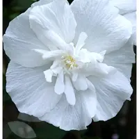 GRDplanten Hibiscus syr. 'White Chiffon' ( 'notwoodtwo') - Tuinhibiscus, Altheastruik , Heemstroos 40- 60 cm in pot