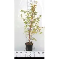 GRDplanten Acer palm. 'Sangokaku' ('senkaki') - Japanse Esdoorn 'Sangokaku' 50- 60 cm in pot