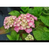 GRDplanten 2 x Hydrangea macr. 'King George Vll' ( 'romance') - Boerenhortensia, Bolhortensia 25- 30 cm in pot