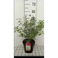 GRDplanten Pittosporum tenuifolium - Australische Laurier 30- 40 cm in pot