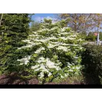 GRDplanten 1 x Viburnum plic. 'Mariesii' - Japanse Sneeuwbal 40- 60 cm in pot
