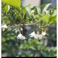 GRDplanten Styrax japonicus - Japanse Storaxboom 50- 60 cm in pot