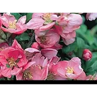 GRDplanten Chaenomeles sup. 'Pink Lady' - Sierkwee 30- 40 cm in pot