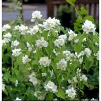 GRDplanten Philadelphus 'Lemoinei' - Boerenjasmijn 50- 60 cm in pot