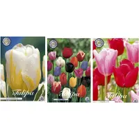 Sam van Schooten Dutch Finest Quality bloembollen set van 3 soorten 30 stuks - Tulpen - Mixed Triumph - Heineken - Feeling Love