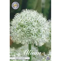 Sam van Schooten Mount Everest Allium Bloembollen 1 stuks bolmaat 24+