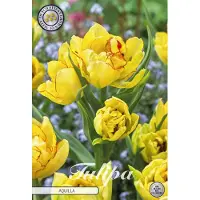 Sam van Schooten Aquilla Multiflora Tulpenbollen 7 stuks bolmaat 12+