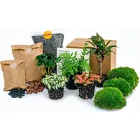 Urbanjngl Planten terrarium pakket - Urban Jungle 5 - Coffea - Varen - Palm - 2x Fittonia - Navulling & Startpakket