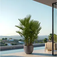 Green bubble Chamaerops Humilis multistam - 220cm