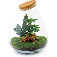 Urbanjngl Terrarium - Drop XL Red - ↑ 37 cm - Ecosysteem plant - Kamerplanten - DIY planten terrarium - Mini ecosysteem + Hark + Schep