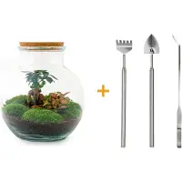 Urbanjngl Terrarium - Teddy bonsai - ↑ 26,5 cm - Ecosysteem plant - Kamerplanten - DIY planten terrarium - Mini ecosysteem + Hark + Schep + Pincet