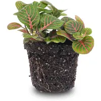 Urbanjngl Fittonia Bubble Red - Rood/groen - Mozaiekplantje