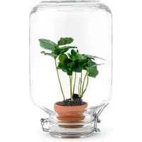 Urbanjngl Planten terrarium - Easyplant - Coffea - ↑ 28 cm - Ecosysteem plant - Plant in fles - Mini-ecosysteem
