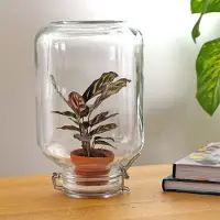 Urbanjngl Planten terrarium - Easyplant - Calathea Mokayana - ↑ 28 cm - Ecosysteem plant - Kamerplanten - Mini ecosysteem