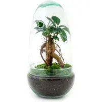 Urbanjngl Terrarium - Egg bonsai - 25 cm - Ecosysteem plant - Kamerplanten - DIY planten terrarium - Mini ecosysteem