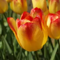 QFB Gardening Tulp Suncatcher | 10 stuks | Rood | Tulpenbollen | Snijbloem