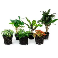 Urbanjngl Terrarium planten - Jungle-Boost - 6 planten - Baby & mini-plantjes - DIY -