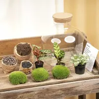 Urbanjngl Terrarium - Fat Joe - ↑ 30 cm - Ecosysteem plant - Kamerplanten - DIY planten terrarium - Mini ecosysteem