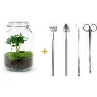 Urbanjngl Terrarium - Jar plant - Coffea - ↑ 28 cm - Ecosysteem plant - DIY planten terrarium - Mini ecosysteem - Flessentuin + Hark + Schep + Pincet + Schaar