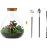 Urbanjngl Terrarium - Sam XL Red - ↑ 35 cm - Ecosysteem plant - Kamerplanten - DIY planten terrarium - Mini ecosysteem + Hark + Schep + Pincet