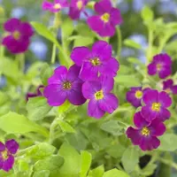 GP 6 x Aubrieta 'Cascade Red' - Randjesbloem in 9x9 pot met hoogte 0-10 cm