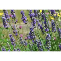 GRDplanten Lavandula int. 'Grosso' - Lavandin, Lavendel In pot 2 liter