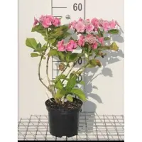 GRDplanten 2 x Hydrangea 'Teller Pink' (roze/rose) - Hortensia 25- 30 cm in pot