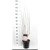 GRDplanten Tamarix tetrandra ( africana) - Tamarisk 60- 80 cm in pot
