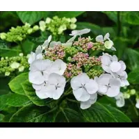 GRDplanten Hydrangea macr. 'Libelle' ('dragonfly') - Lacecap Hortensia, Teller Hortensia, Witte Teller 25- 30 cm in pot