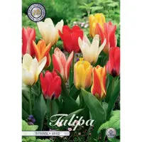 Sam van Schooten Botanisch Mixed Kaufmannia Tulpenbollen 10 stuks Bolmaat 12+