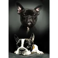 Procos fleece deken Honden - 100 x 140 cm