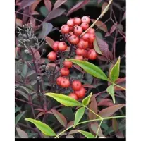 GRDplanten Nandina domestica - Hemelse Bamboe 30- 40 cm in pot
