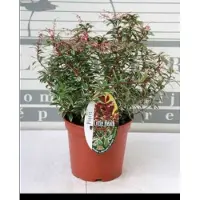 GRDplanten Pieris jap. 'Little Heath' - Rotsheide 'Little Heath' , Lavendelheide 20- 30 cm in pot