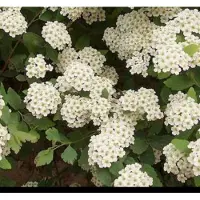 GRDplanten Spiraea vanhouttei - Spierstruik 40- 60 cm in pot