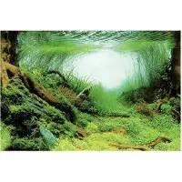 Superfish Deco Poster C6 150X61 Cm aquaria