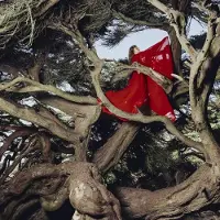 V2 Red Eye Nested in Tangles