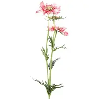 Countryfield Scabiosa José Roze - Zijdenbloem