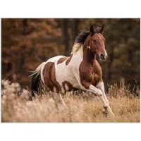 PosterMonkey Poster 160x120 cm - Paard - Bruin - Gras - Posters - Kamer decoratie - Wanddecoratie woonkamer - Muurdecoratie slaapkamer XXL