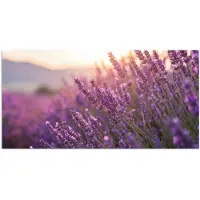 PosterMonkey Poster 120x60 cm - Lavendel - Paars - Zonlicht - Posters - Kamer decoratie - Wanddecoratie woonkamer - Muurdecoratie slaapkamer