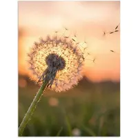 PosterMonkey Poster 120x160 cm - Paardenbloem - Zonsondergang - Veld - Posters - Kamer decoratie - Wanddecoratie woonkamer - Muurdecoratie slaapkamer XXL