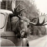 PosterMonkey Poster 50x50 cm - Eland - Auto - Gewei - Zwart - Wit - Posters - Kamer decoratie - Wanddecoratie woonkamer - Muurdecoratie slaapkamer